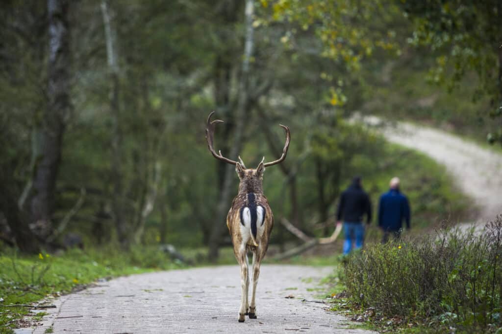 Hert in de Amsterdamse waterleidingduinen